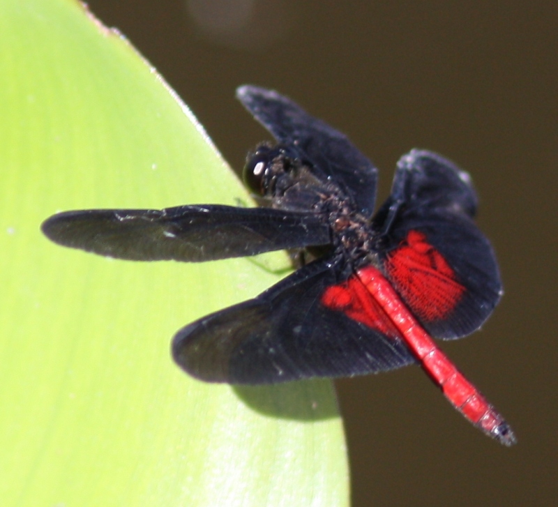 libellula dal Brasile: Diastatops cfr. pullata